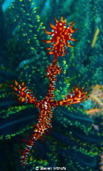 Ghost pipefish by Steven Withofs 